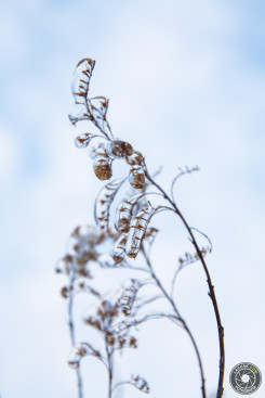 Roślina - Zima 2013, Fotografia Dębica